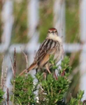 Image of Cisticola tinniens tinniens (Lichtenstein & Mhk 1842)