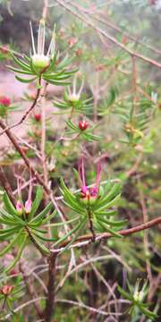 Image of Darwinia procera B. G. Briggs