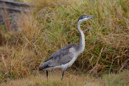 Plancia ëd Ardea melanocephala Children & Vigors 1826