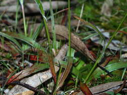 Image de Luzula meridionalis Nordenskiold