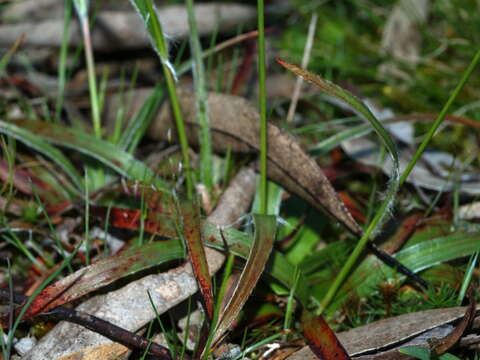 Image of common woodrush