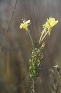 Oenothera clelandii W. Dietrich, P. H. Raven & W. L. Wagner的圖片