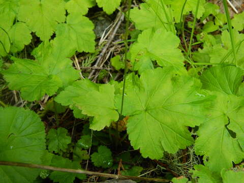 Image of fivestamen miterwort