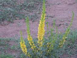 Image of Poiretia tetraphylla (Poir.) Burkart