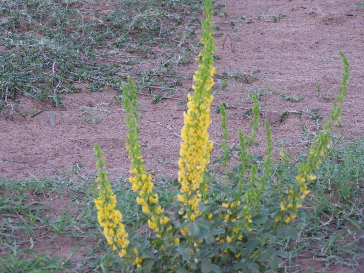 Image of Poiretia tetraphylla (Poir.) Burkart