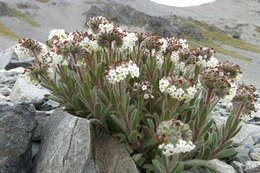 Image de Myosotis traversii var. cantabrica L. B. Moore