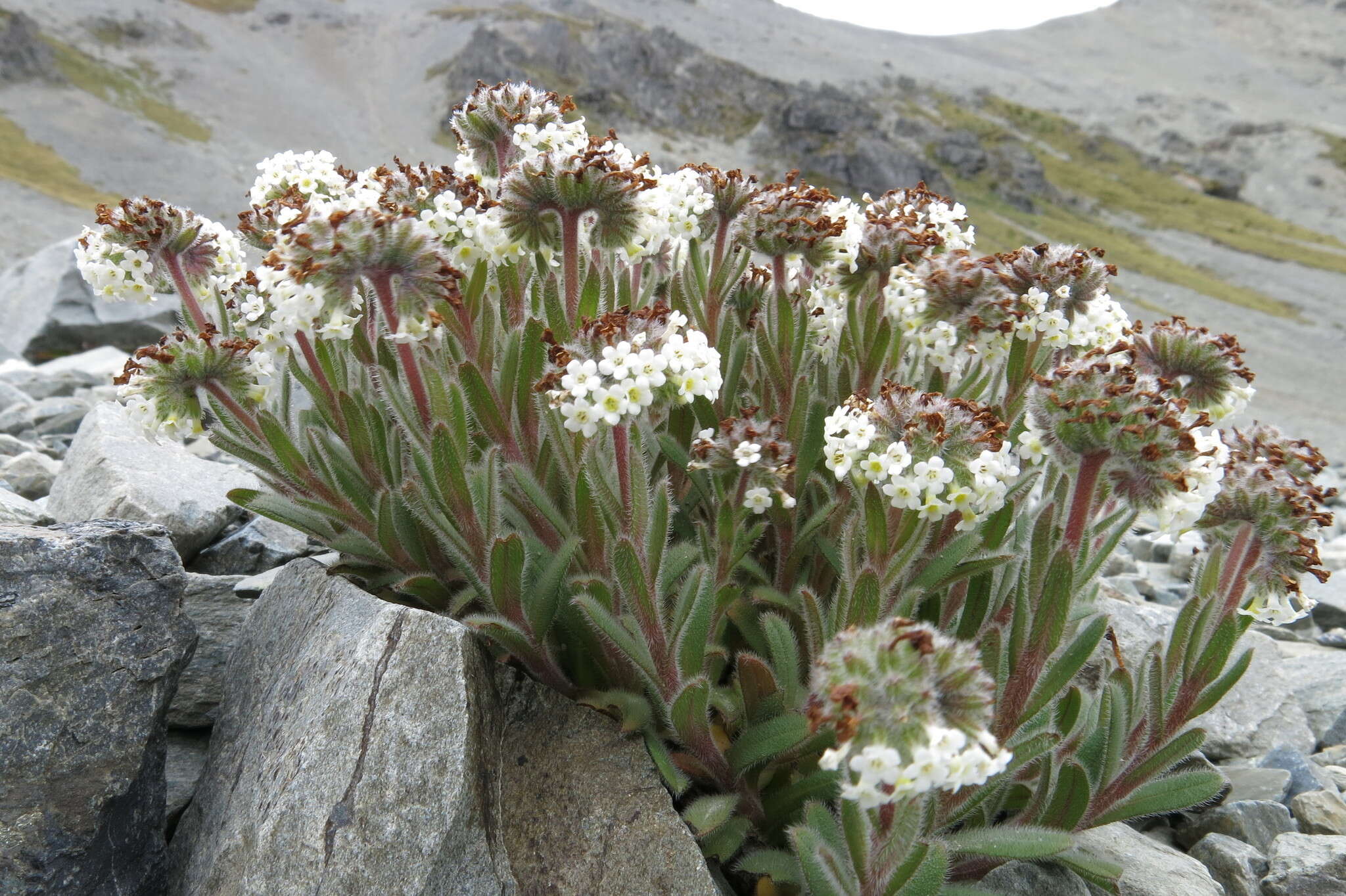 Image de Myosotis traversii var. cantabrica L. B. Moore