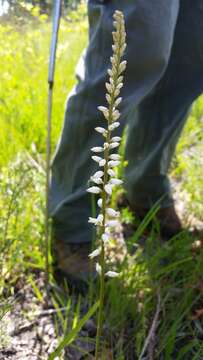 Image of white colicroot