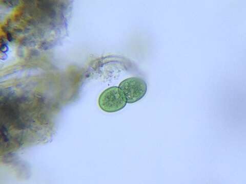 Image of Cyanothece aeruginosa