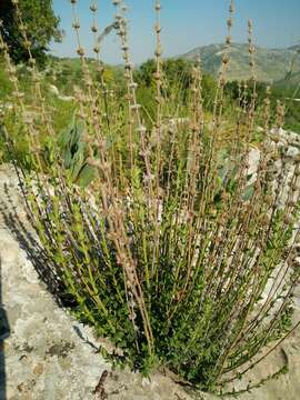 Image of Micromeria myrtifolia Boiss. & Hohen.