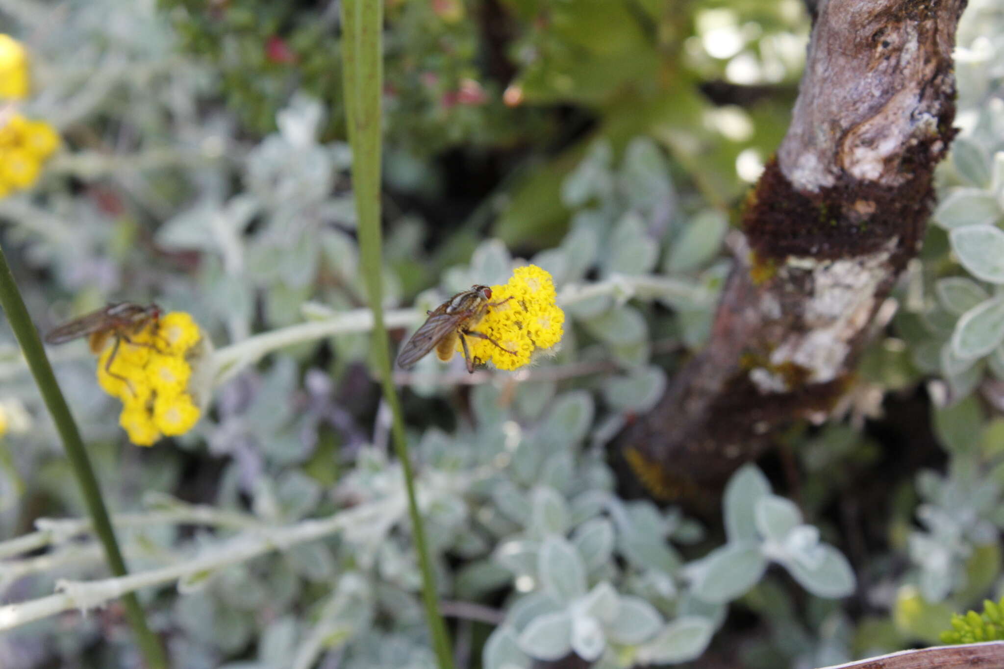 Image of Helichrysum capense O. M. Hilliard