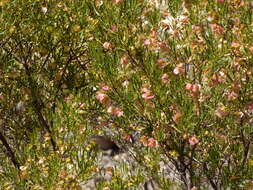 Image de Dodonaea lobulata F. Müll.