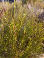 Image of rooibos