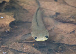 Image of Black snakehead