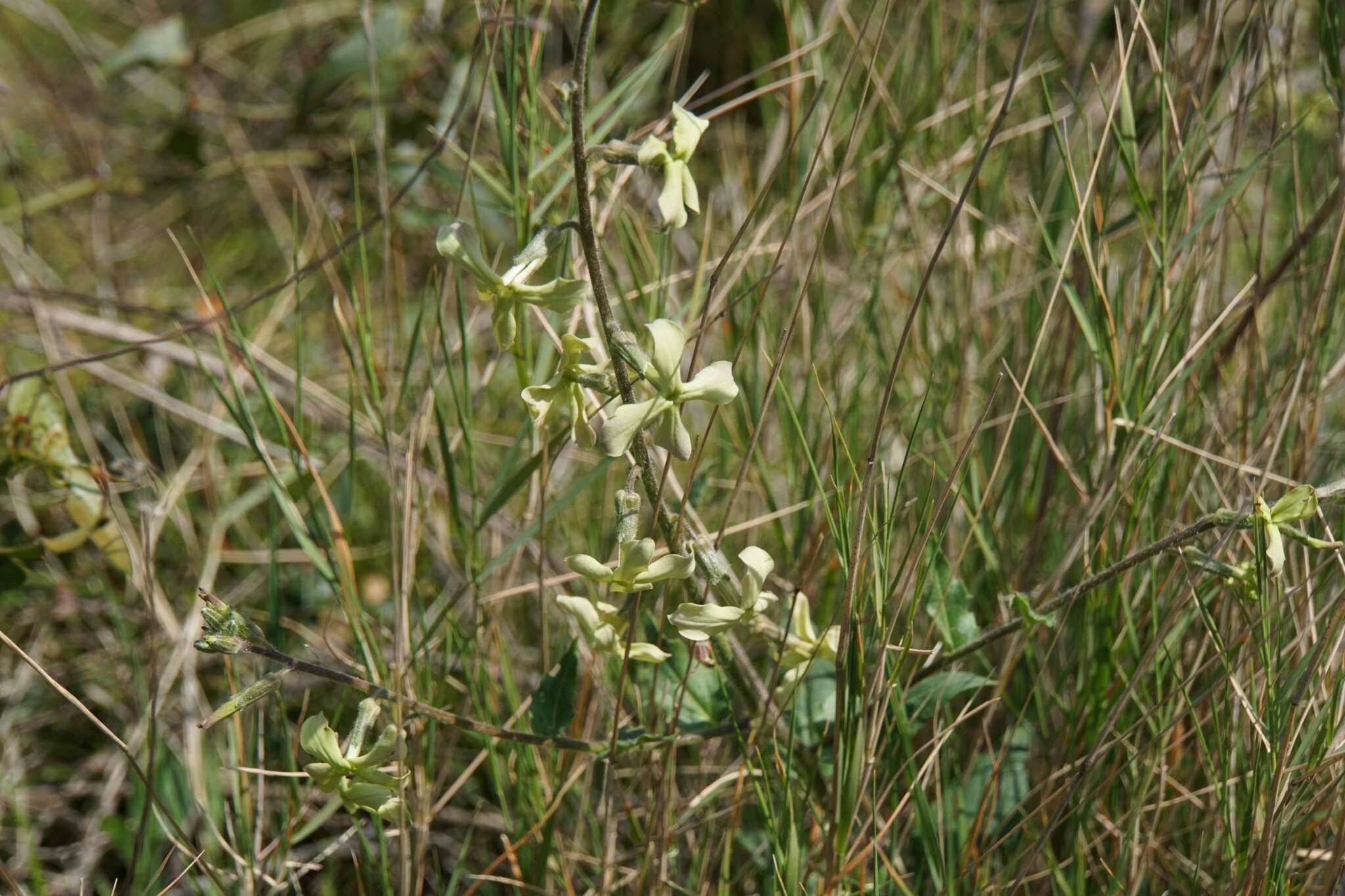 Слика од Hesperis laciniata All.