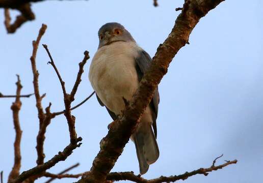 Image of Frances's Goshawk