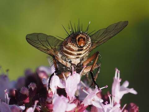 Image of Linnaemya vulpina (Fallen 1810)