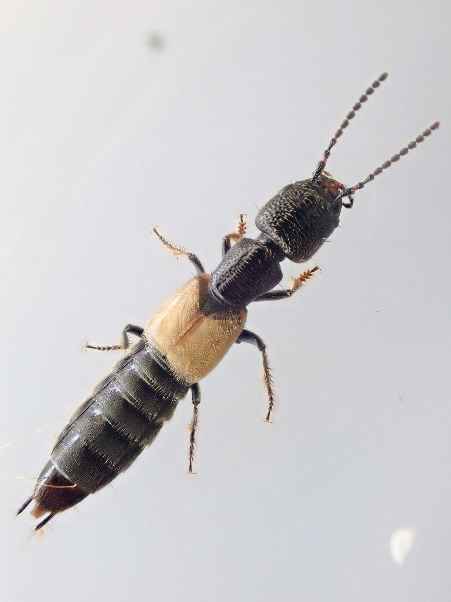 Image of Cafius luteipennis Horn 1884