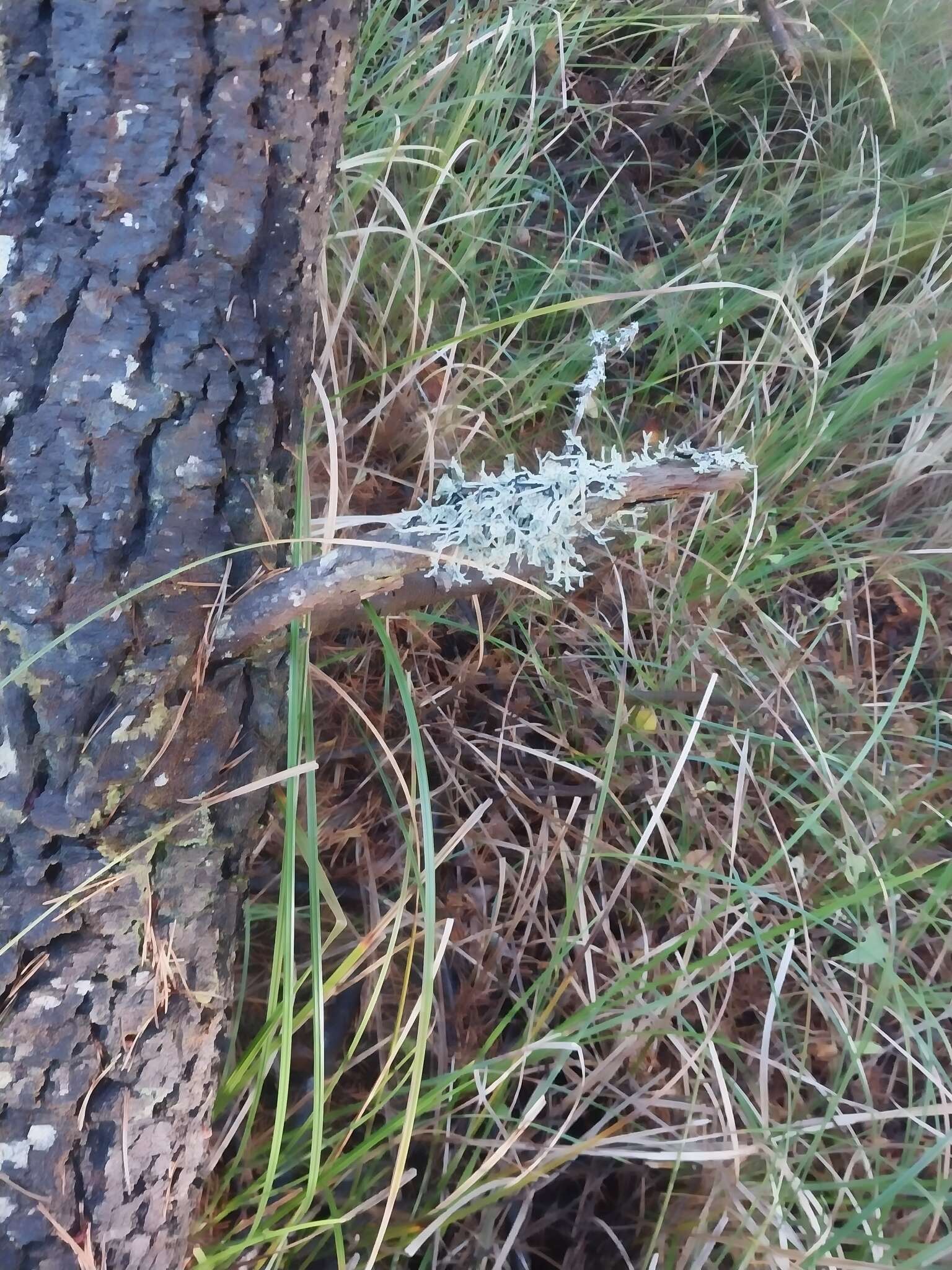 Image of inactive tube lichen