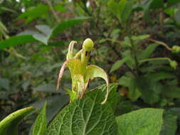 Image of Centropogon foetidus (Willd. ex Kunth) E. Wimm.