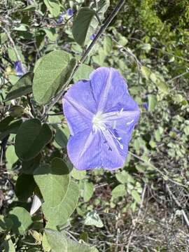 Plancia ëd Jacquemontia cumanensis (Kunth) Kuntze