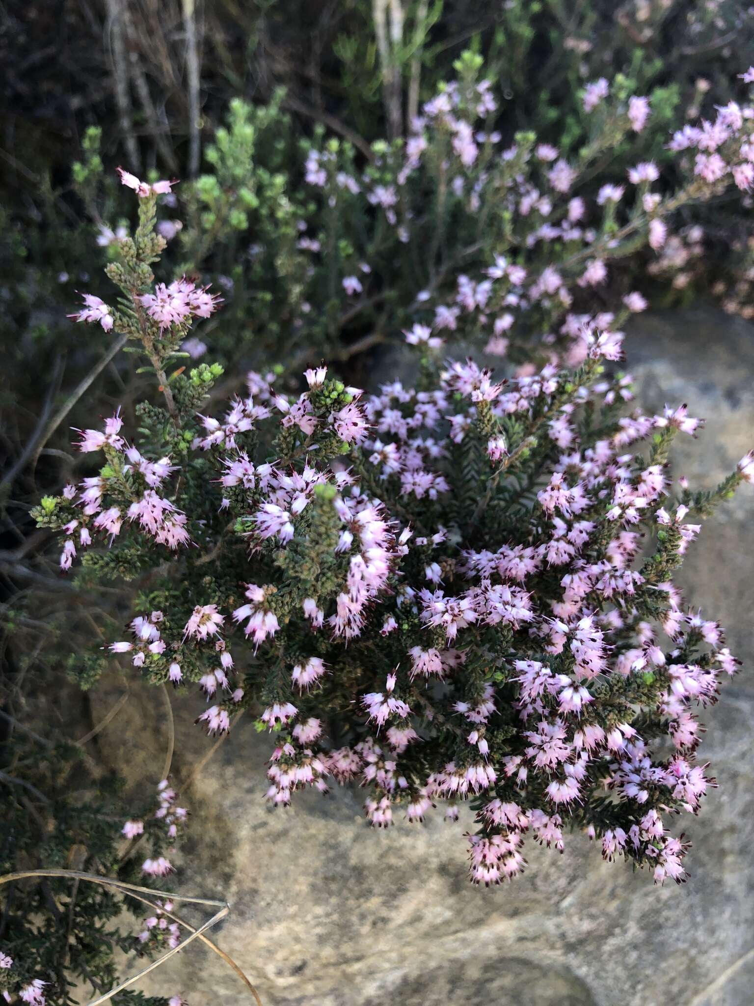 Image of Honey blaeria