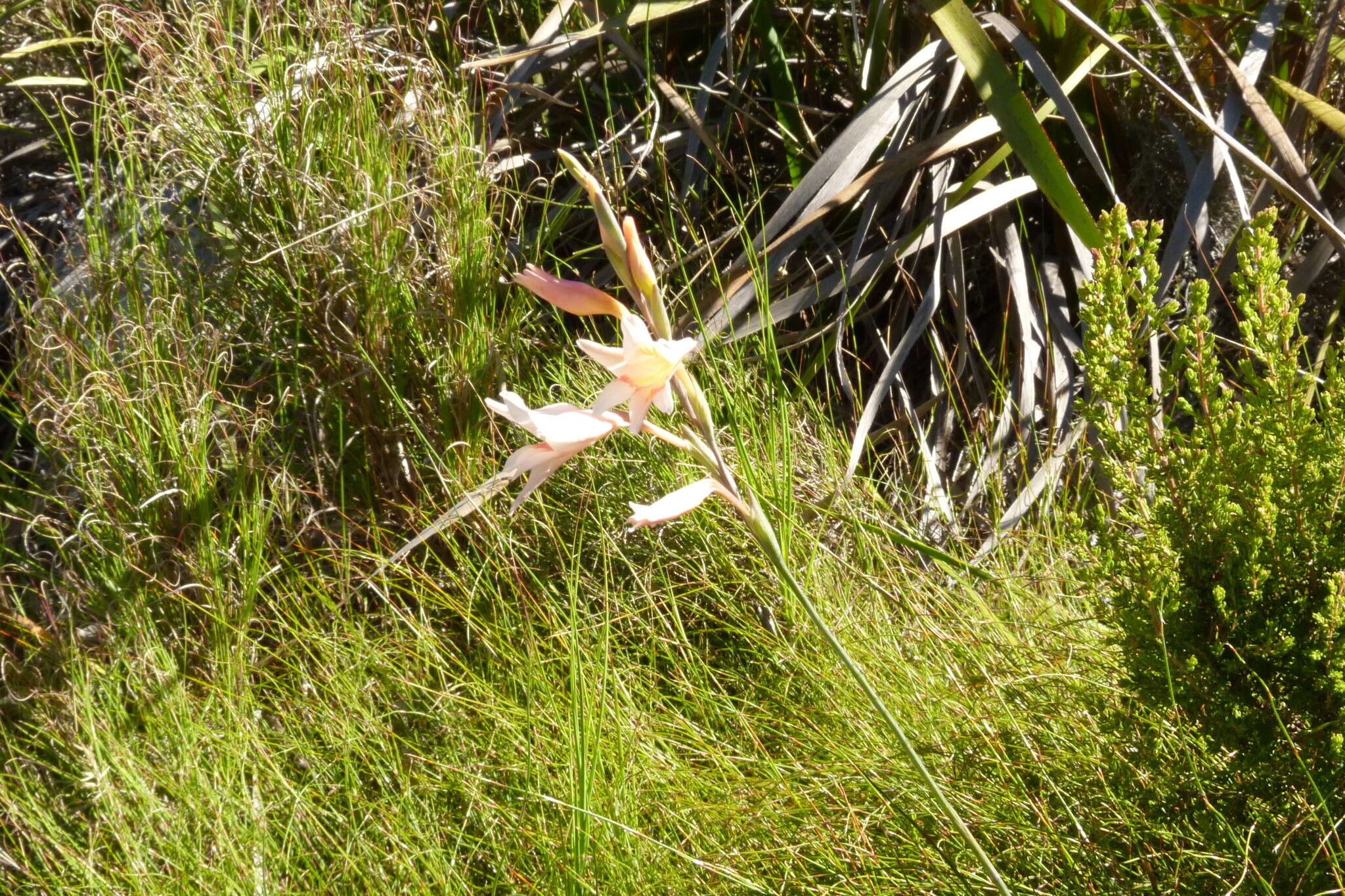 Gladiolus monticola Goldblatt & J. C. Manning resmi