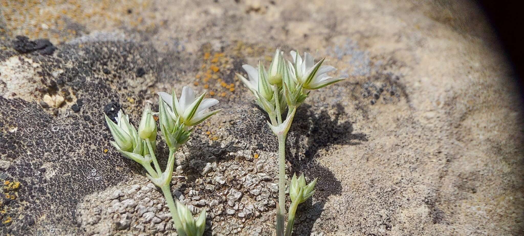 Imagem de Minuartia euxina M. V. Klokov