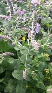 Imagem de Mentha rotundifolia (L.) Huds.