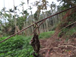 Image of Argiope aetheroides Yin, Wang, Zhang, Peng & Chen 1989