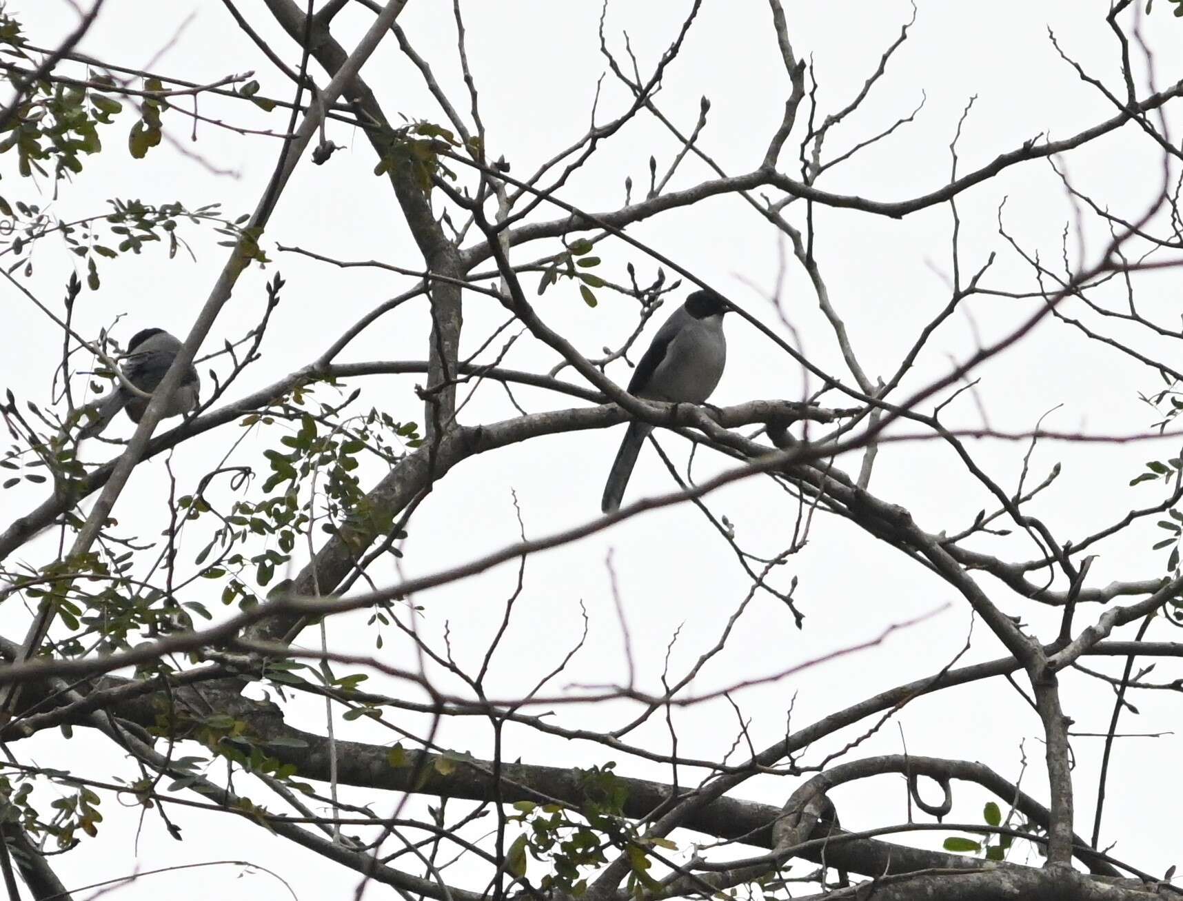 Image of Black-eared Sibia