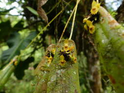 Image of Pleurothallis dibolia Luer