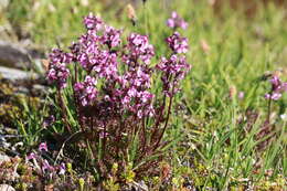 Imagem de <i>Pedicularis ornithorhynchos</i> Bentham