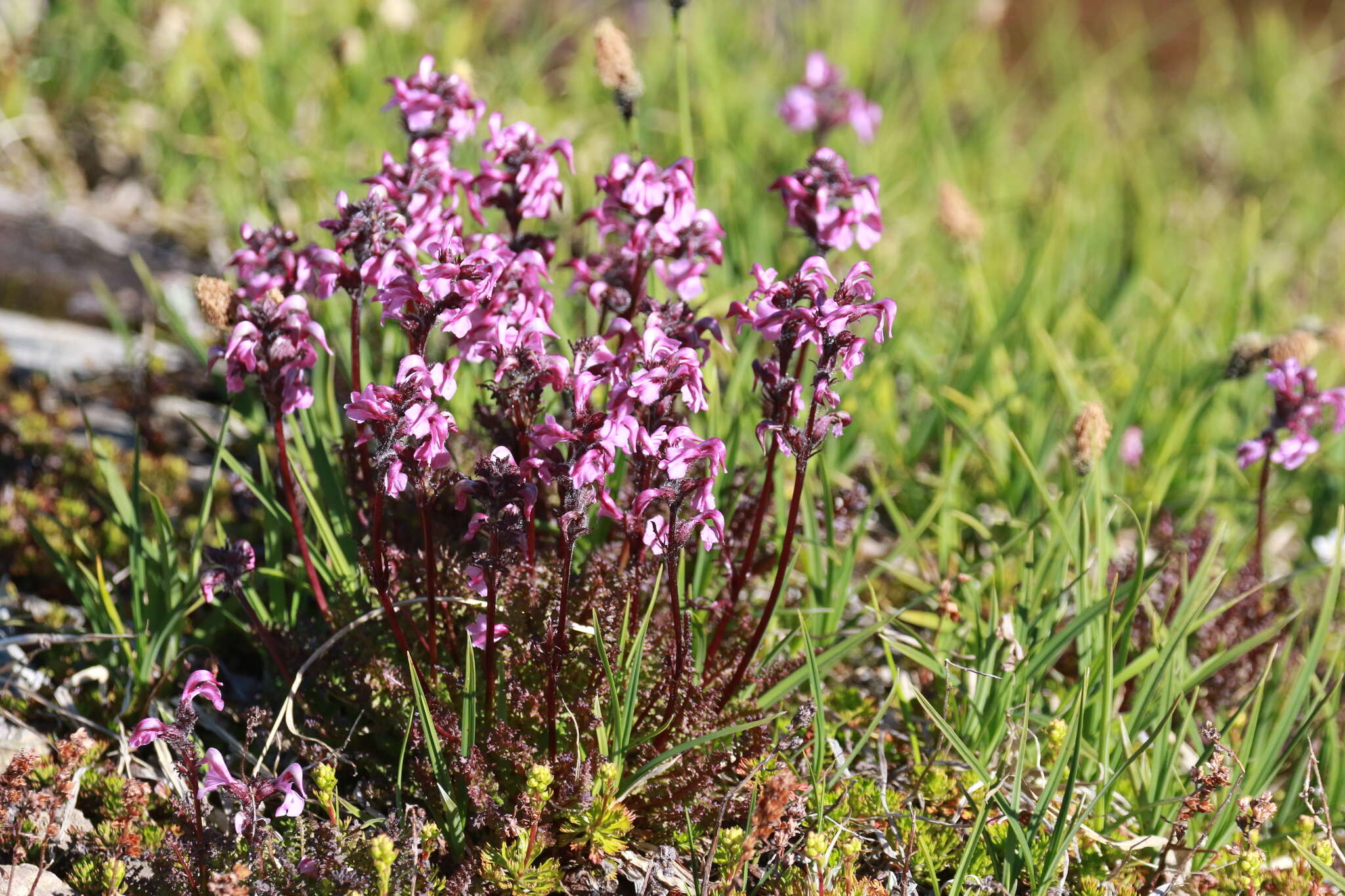 Image of <i>Pedicularis ornithorhynchos</i> Bentham