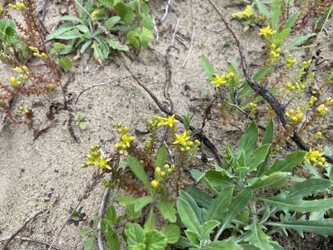 Image of Sedum japonicum subsp. uniflorum H. Ohba