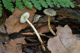 Image of Lepiota grangei (Eyre) Kühner 1934