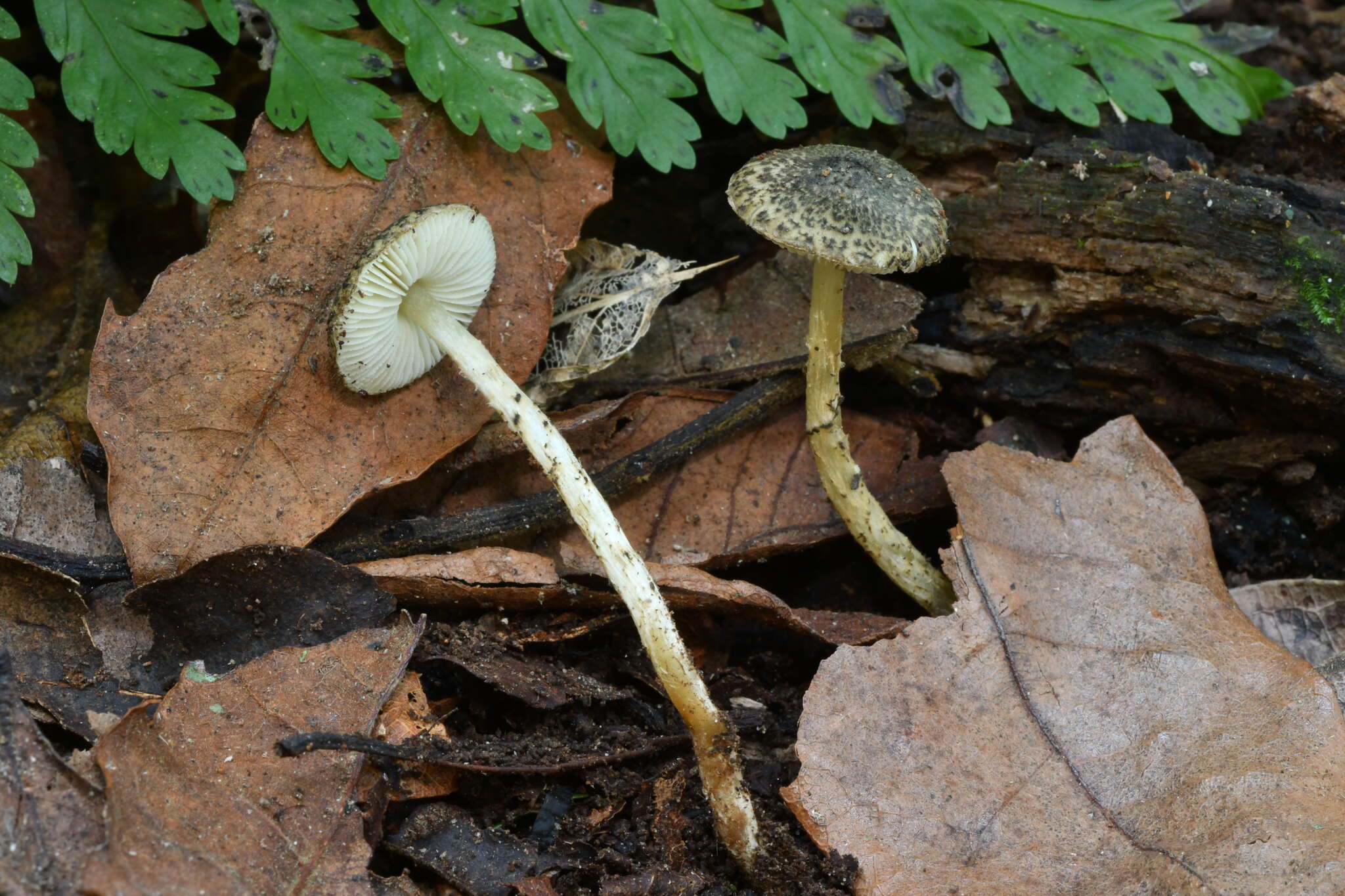 Image of Lepiota grangei (Eyre) Kühner 1934