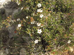 Plancia ëd Lindleya mespiloides Kunth