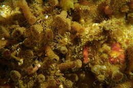 Image of elongate zoanthid