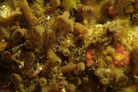 Imagem de Epizoanthus leptoderma Cutress & Pequenat 1960