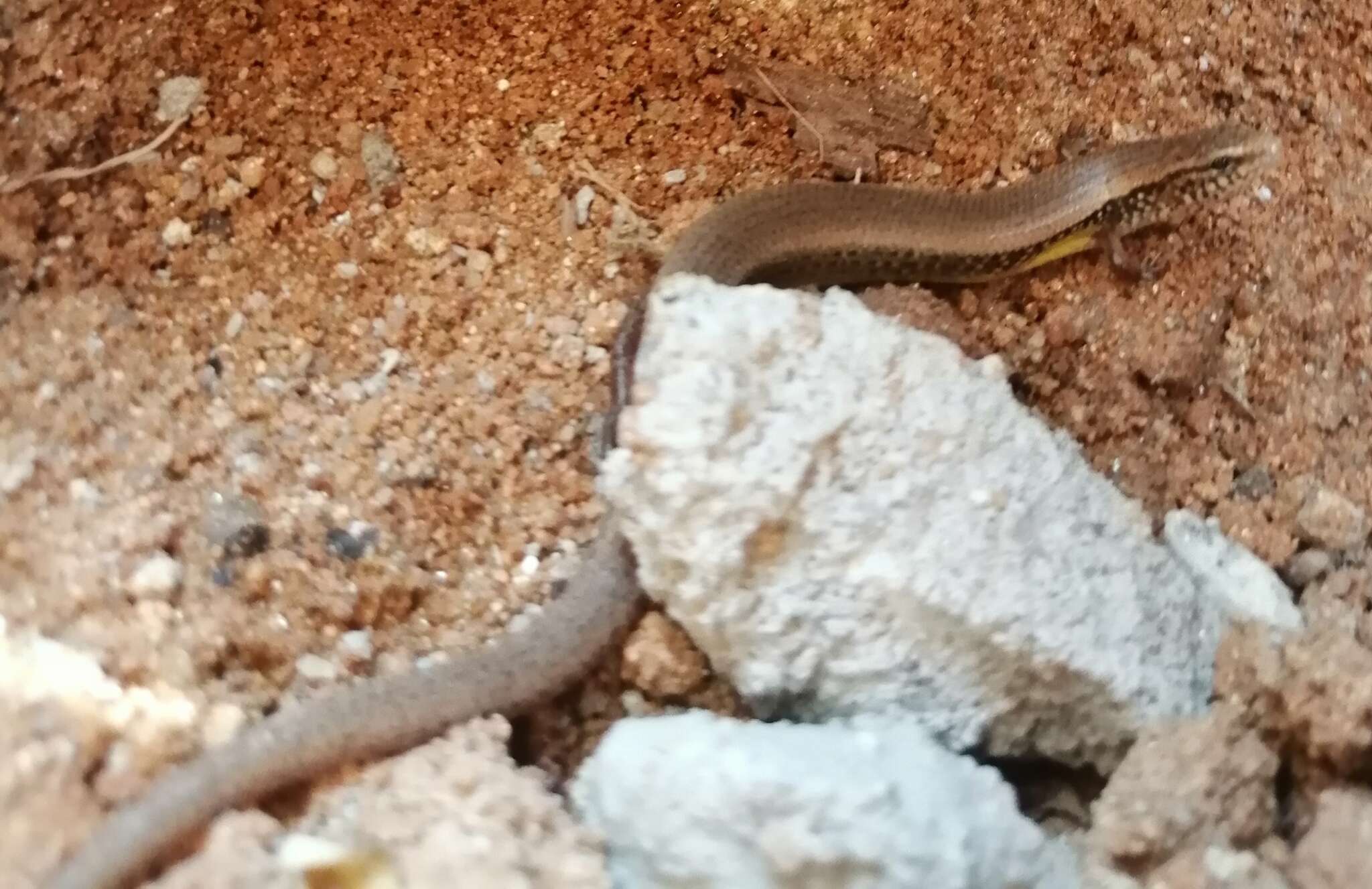 Image of White-spotted Supple Skink