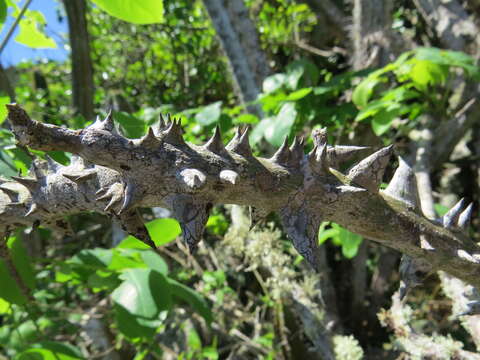 Image de Ceiba erianthos (Cav.) K. Schum.