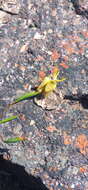 Image of Moraea inconspicua subsp. inconspicua