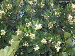 Image of strawberry tree