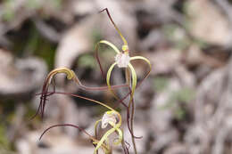 Image of Yellow spider orchid