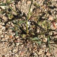 Image of spotted buckwheat