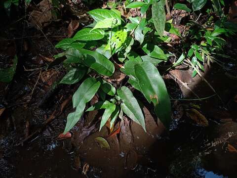 Plancia ëd Syngramma alismifolia (C. Presl) J. Sm.