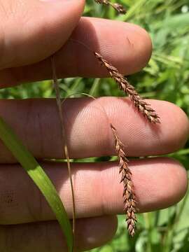 Image of Sharp-Scale Sedge