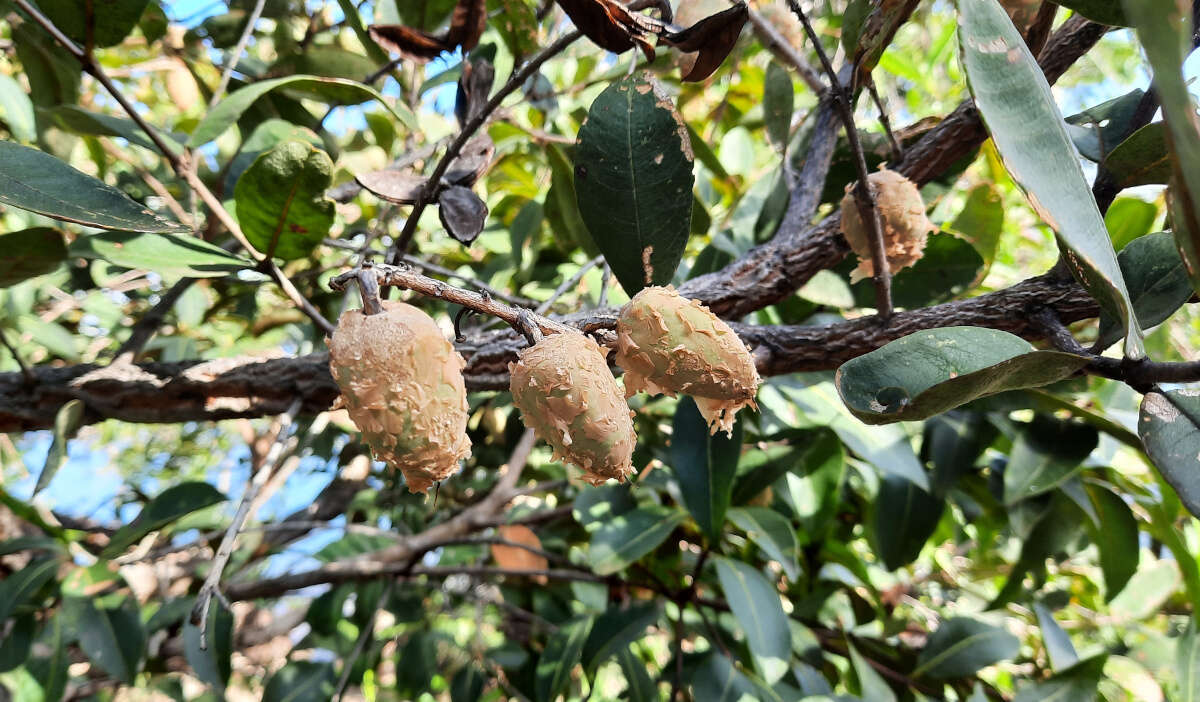 Imagem de Qualea parviflora Mart.