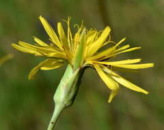 Pseudopodospermum strictum (Hornem.) Zaika, Sukhor & N. Kilian的圖片